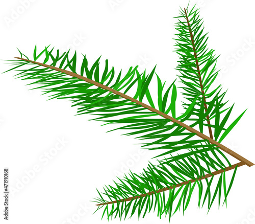 Christmas tree branch color vector illustration isolated