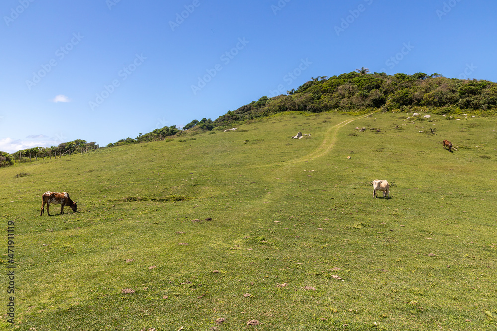 Obraz premium Farm fiels with cow held and forest