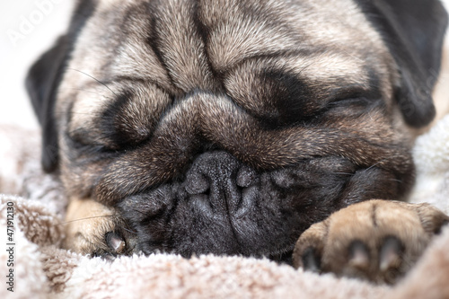 Close up face of cute tired and lazy pug dog sleep on bed  © Yekatseryna