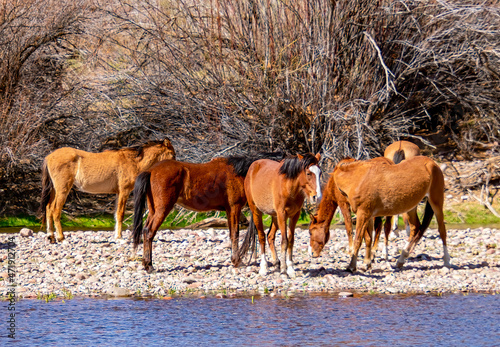 Wild Horses at the Salt River in Arizona