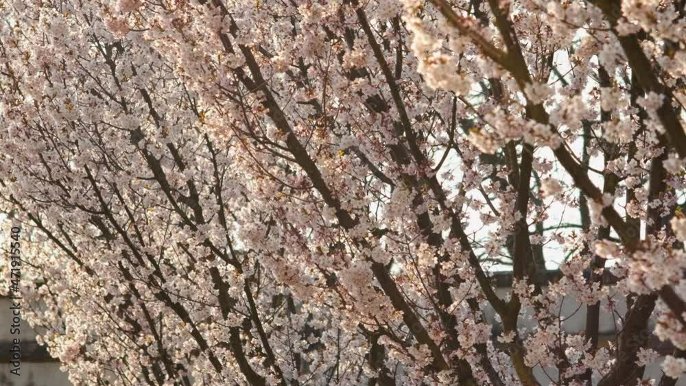 Row of wonderful plum trees blooming with small pink flowers on high branches grows in fruit garden on sunny spring day close view Row of wonderful plum trees blooming with small pink flowers on high branches grows in fruit garden on sunny spring day close view