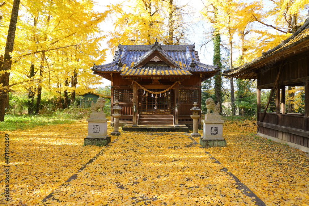 イチョウに囲まれた大分市阿蘇神社