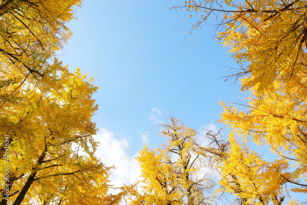 紅葉したイチョウに囲まれた青空
