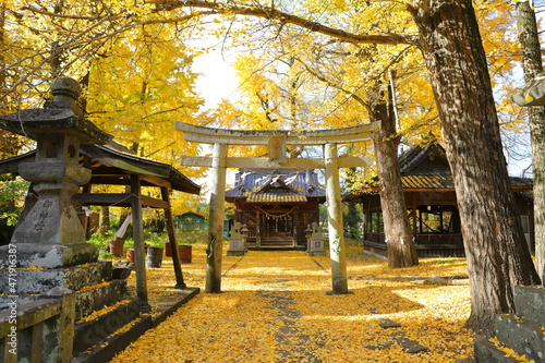 イチョウに囲まれた大分市阿蘇神社 photo