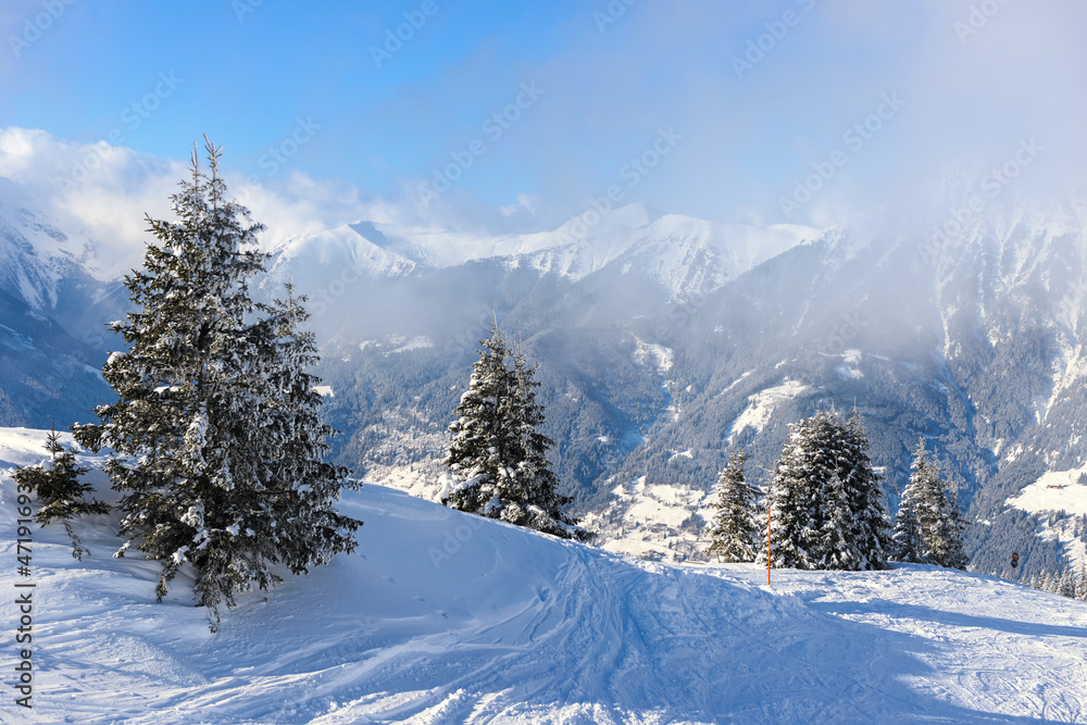 Footpath in white snow in a forest of green pines and firs