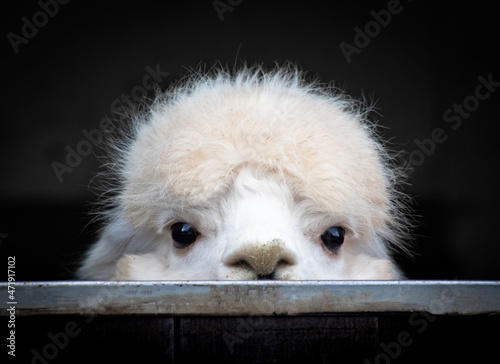 Obraz na plátne Alpaca peep