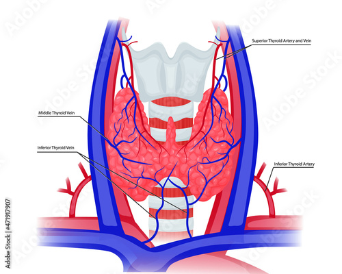 Vessels of the thyroid gland illustration. Thyroid gland arteries and veins.