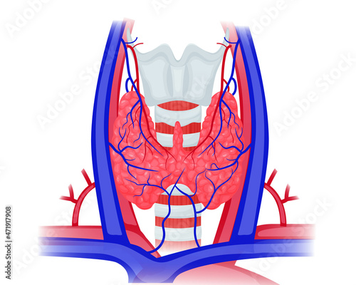 Thyroid anatomy vector illustration. Schematic illustration of thyroid, large vessels, trachea and larynx