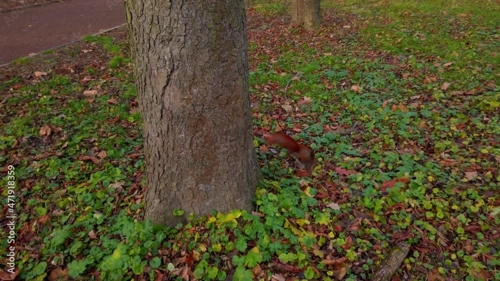 Squirrel in the autumn park.