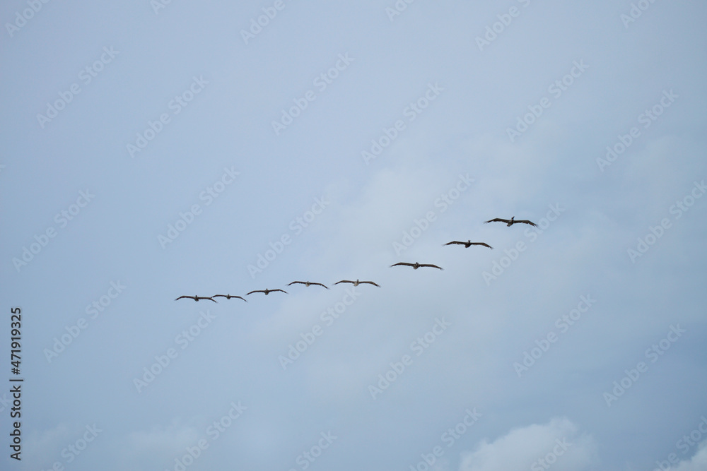 Pelicans flying in a group in the blue sky above