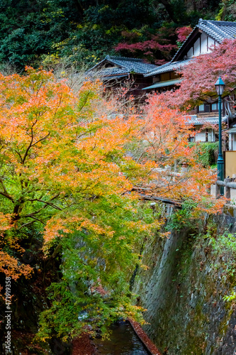 箕面の紅葉 