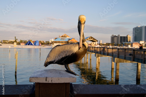 Single pelican perched on a pier rail during sunset in Florida