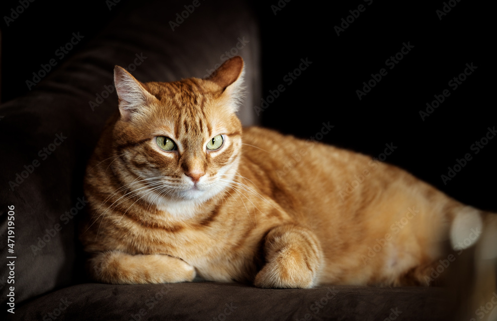 orange Tabby mysterious cat in twilight lying resting