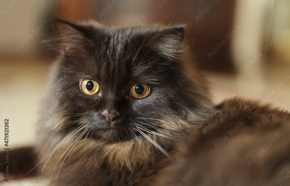 Portrait of cute young kitten. Scottish Fold.
