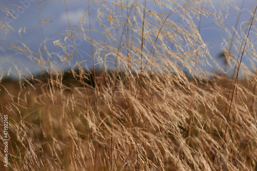 dry grasses with blue sky in windy day in contryside field