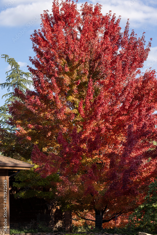 Naklejka premium Blaze red maple tree during fall in a community in Prescott Arizona
