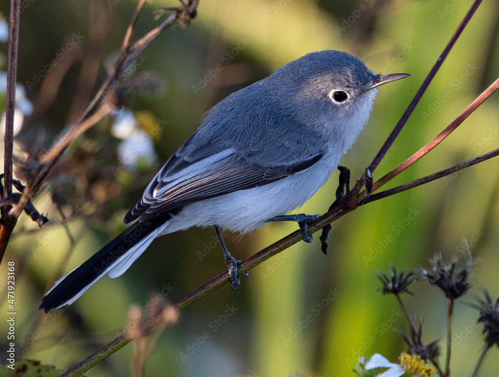 Obraz premium blue gray gnatcatcher on a stem