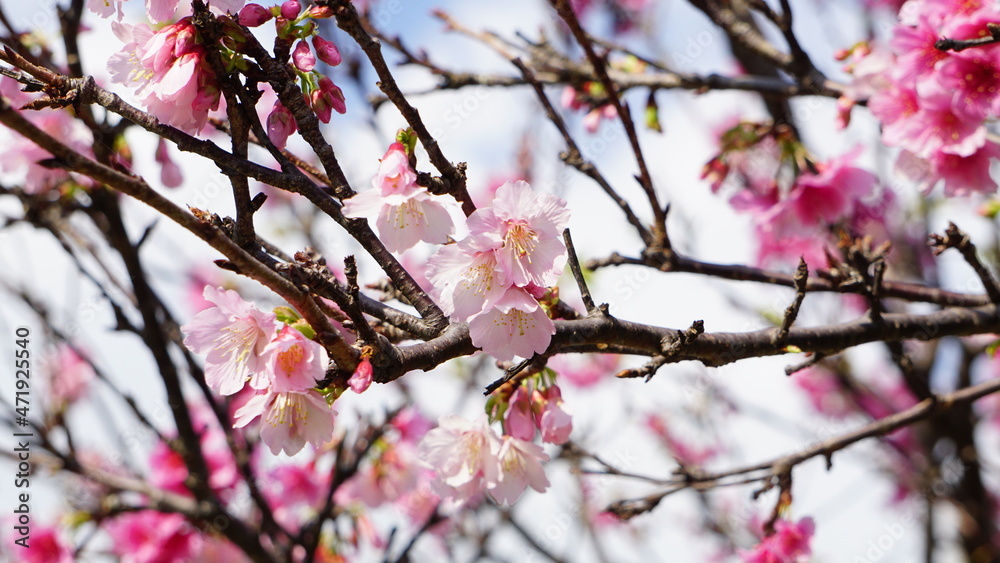 桜が咲いた沖縄の風景 桜が咲いた沖縄の風景
