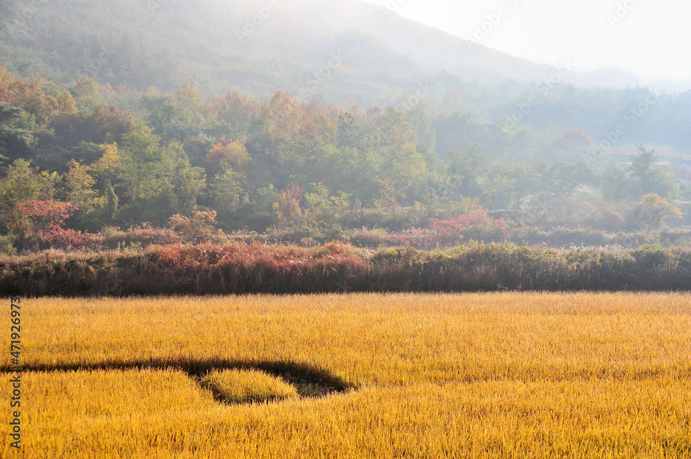 The Beautiful Scenery Of Autumn Leaves When The Rice Is Ripe, Rural  Countryside Scenery Beautiful And