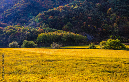 The beautiful scenery of autumn leaves when the rice is ripe,
Rural countryside scenery Beautiful and lyrical countryside wonderful scenery
벼가 익어가는 가을 단풍이 고운 아름다운 풍경,
농촌의 전원 풍경 아름답고 서정적인 시골의 멋진경치