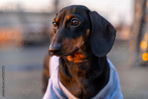 beautiful dachshund puppy in a blue shirt looks to the side. Cute dog at sunset in the city