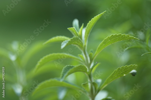 Stevia rebaudiana.Stevia green close-up on blurred green garden background.Organic natural sweetener.Stevia plants.Stevia fresh green twig