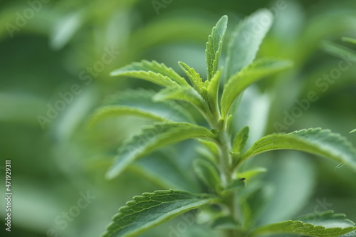 Stevia green close-up on blurred green garden background.Organic natural sweetener.Stevia plants.Stevia fresh green twig