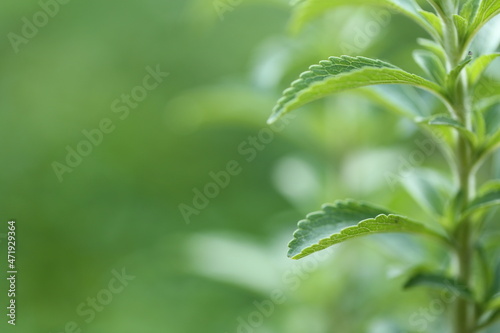 Stevia rebaudiana.Stevia green on blurred green garden background.Organic natural sweetener.Stevia plants.Stevia fresh green twig