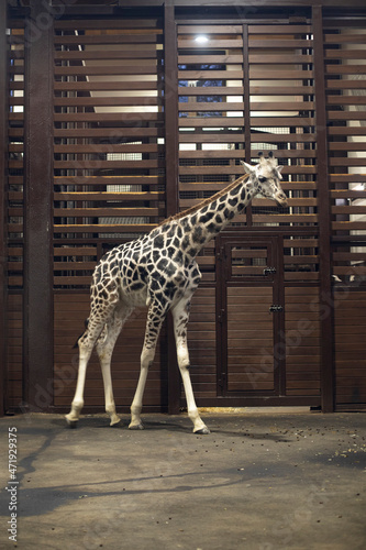 Canvas Print The giraffe is the tallest land animal on the planet.