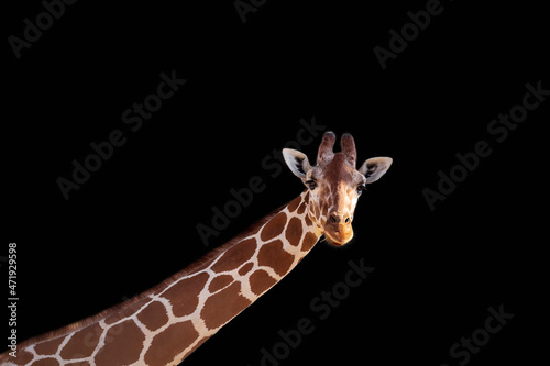 Photography Giraffe good isolated on black background
