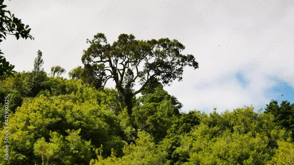 Panning shot of idyllic rural landscape with green trees,plants ,bush and clouds in background - New Zealand National Park Panning shot of idyllic rural landscape with green trees,plants ,bush and clouds in background - New Zealand National Park