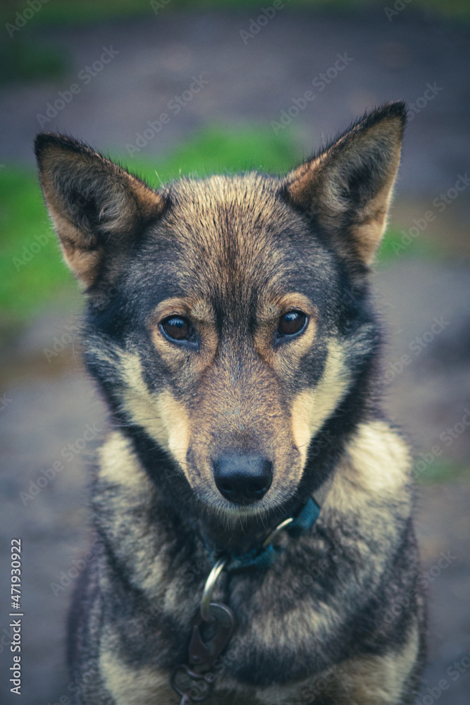 Portrait of a husky sled dog