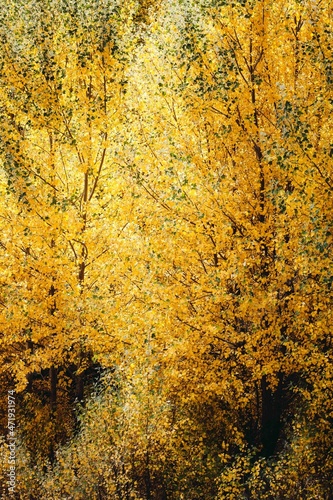 poplars autumn yellow leafs