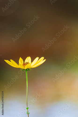 Arnica wildflower along creek in Jesup Georgia USA.