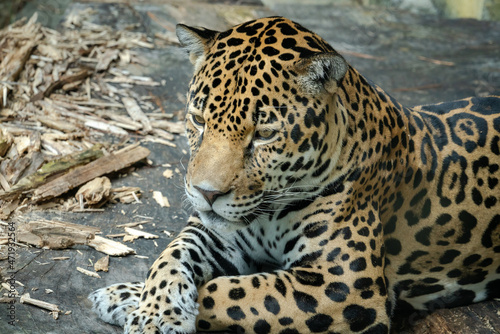 Jaguar resting on a ledge at a zoo in Alabama.