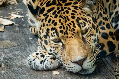 Jaguar resting on a ledge at a zoo in Alabama.