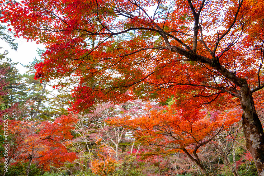 宮島の紅葉谷公園の風景