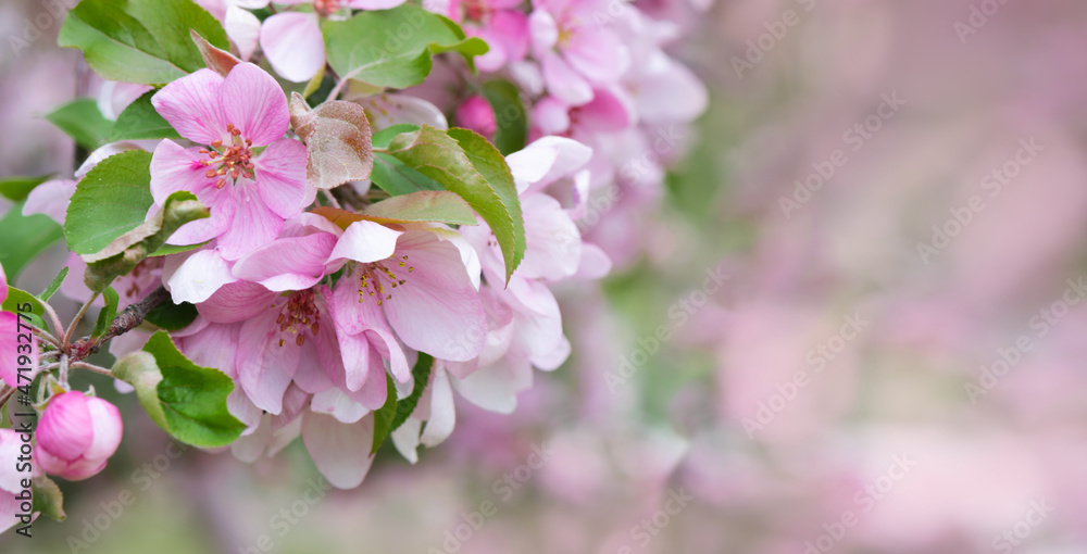 Obraz premium Blooming branch with pink blossoming flowers on delicate pink background with sparkles. Copy space