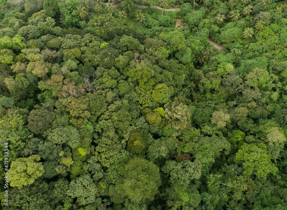 Amazing abundant forest Aerial view of forest trees Rainforest ecosystem and healthy environment background Texture of green trees forest top down