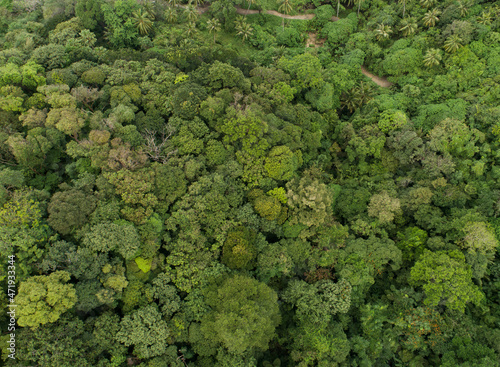 Amazing abundant forest Aerial view of forest trees Rainforest ecosystem and healthy environment background Texture of green trees forest top down