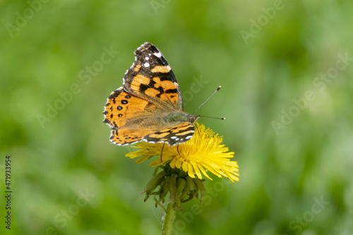 mariposa posada sobre la flor de un diente de león  © Carlos