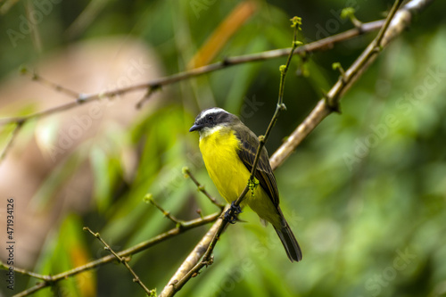 ave pecho amarillo en un parque natural en la amazonia ecuatoriana 