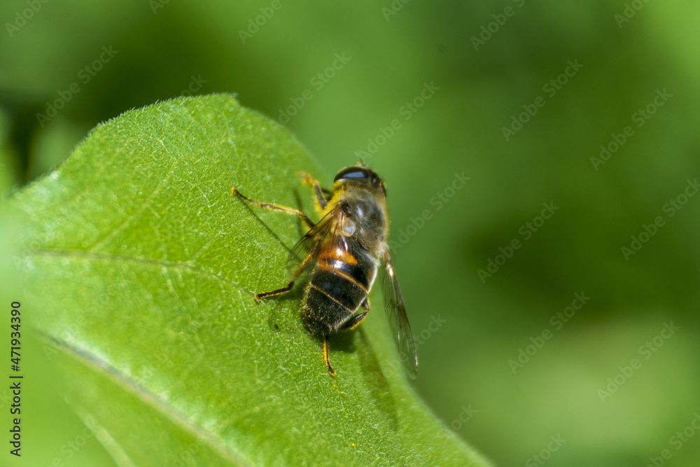 Abeja posada en una hoja verde Abeja posada en una hoja verde
