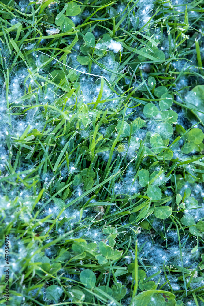 Cottonwood fluff scattered about on a field of grass Cottonwood fluff scattered about on a field of grass