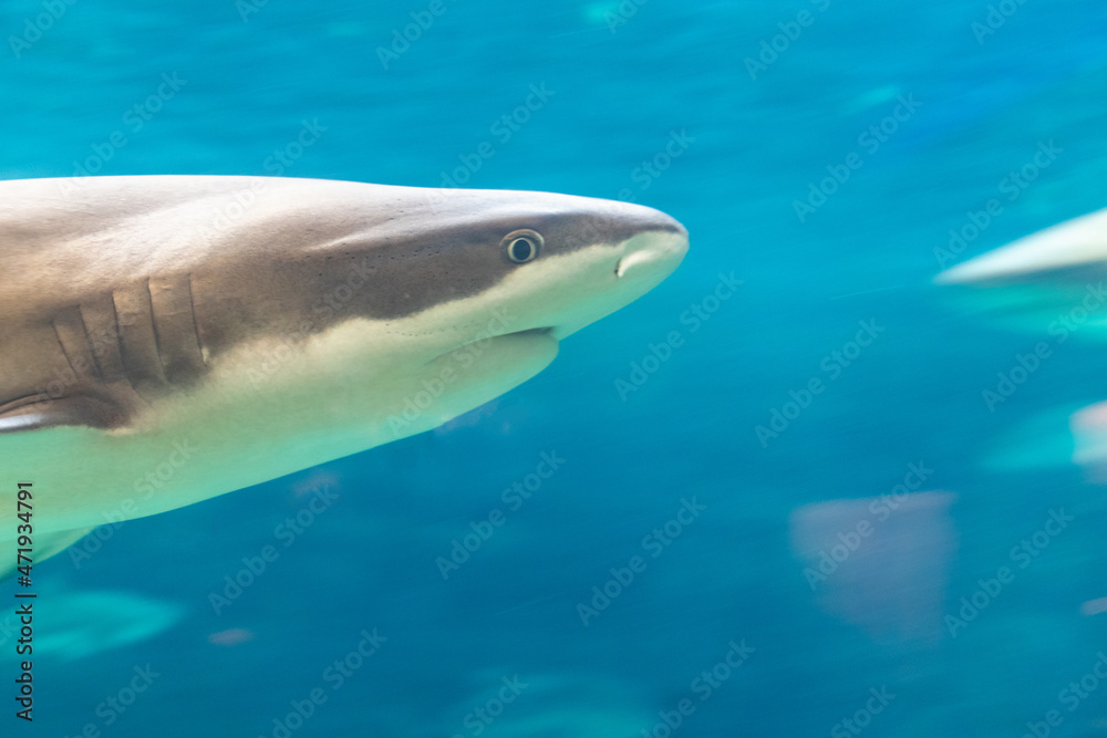 Naklejka premium 水中を泳ぐサメの顔にクローズアップ