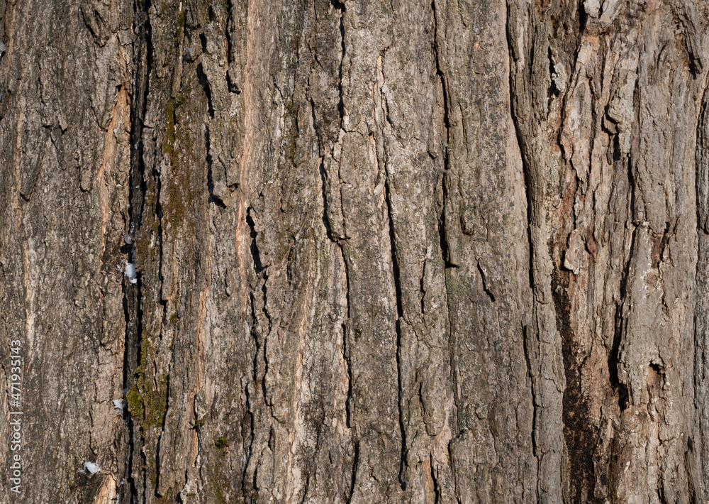 Closeup of Sugar Maple Bark in Upstate NY Closeup of Sugar Maple Bark in Upstate NY