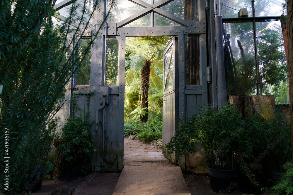 Obraz premium Old wooden entry doors to tropical orangery, winter garden or greenhouse with different evergreen and exotic plants growing. Glasshouse entrance with tropic and subtropic vegetation. Botany concept