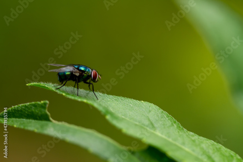 A fly is perched on a green leaf, the background of the leaves is green with warm sunlight, copy space