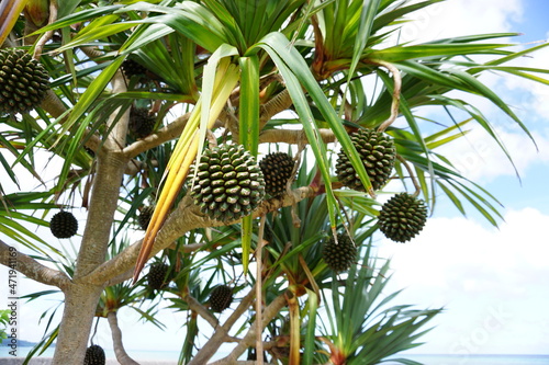 環境保全。南国の風景、タコノキ