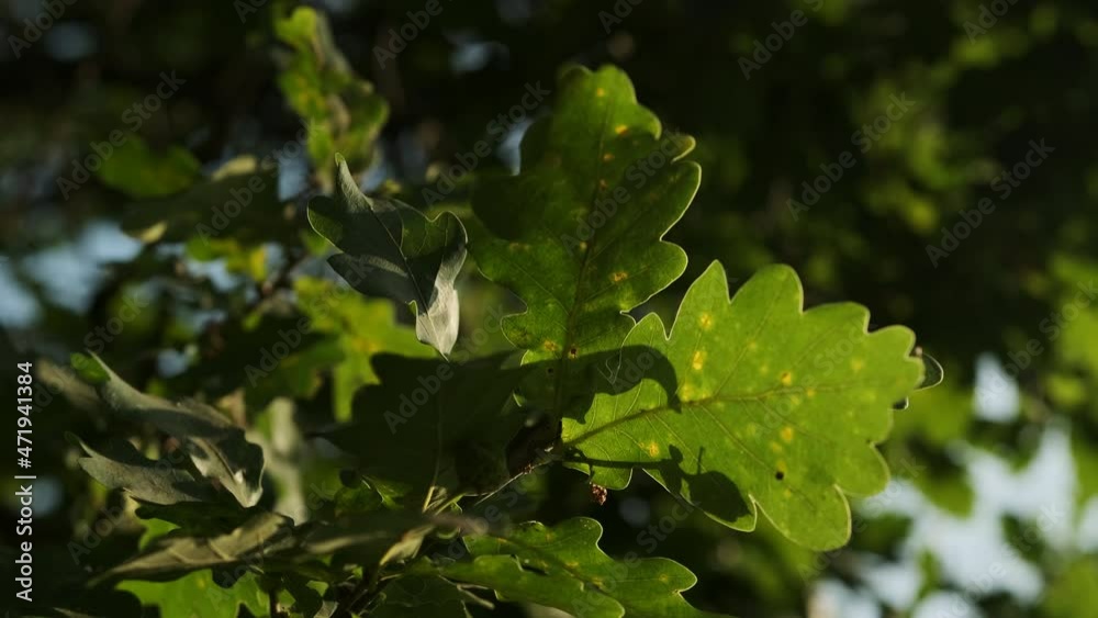 Close-up of an oak leaf. Green tree in the forest.